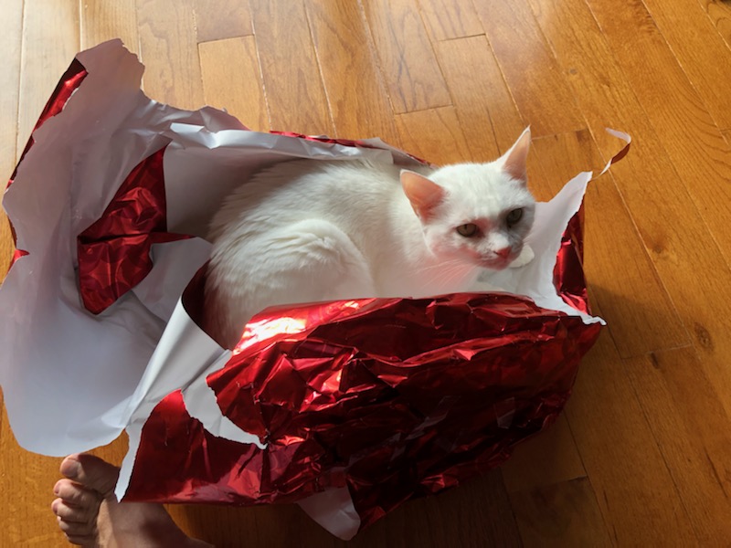 My cat is in Christmas wrapping paper, so maybe never too early for the holidays!
