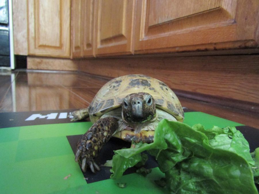 A healthy meal for Goofy the tortoise!