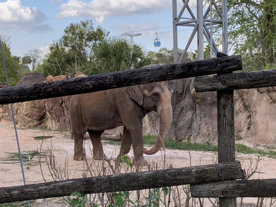 This elephant misses zoo visitors!